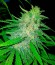 Сорт Allkush fem (Paradise Seeds)