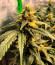 Сорт Do-Si-Dos Cookies fem (00 Seeds)