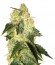 Сорт Pakistan Ryder auto fem (World of Seeds)