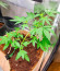 Сорт Auto Fire DOG fem (Advanced Seeds)