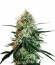 Сорт Chronic Thunder fem