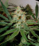 Сорт Fast Flowering Green Crack fem