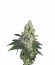 Сорт Sweet Deep Grapefruit fem