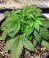 Сорт Ultraviolet auto fem (Samsara Seeds)