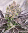 Сорт Bruce Banner # fem (AlphaFem Seeds)