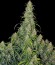 Сорт CBD-Chronic fem (Serious Seeds)