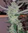 Сорт Peyote Cookies fem (Barney's Farm)