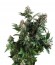 Сорт White Widow fem (Pyramid Seeds)