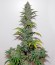 Сорт OG Kush Autoflowering fem (Dinafem Seeds)