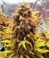 Сорт Quarter Pounder Autoflower fem (Easy Grow Seeds)