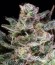 Сорт Atomical Haze fem (Paradise Seeds)