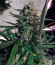 Сорт Auto Cinderella Jack fem (Dutch Passion)