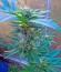 Сорт Diesel fem (Dinafem Seeds)