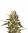 Сорт Mother Gorilla (Royal Madre) fem (Royal Queen Seeds)