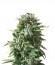 Сорт Bubba Kush fem (Dinafem Seeds)