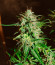 Сорт Bruce Banner Auto (Monster Genetics)