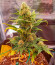 Сорт Jet Fuel Mandarine XL Auto fem (Sweet Seeds)