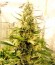 Сорт White Widow Automatic fem (Dinafem Seeds)