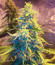 Сорт Alpha 21 fem (AlphaFem Seeds)