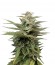 Сорт Blue Thai fem (Dinafem Seeds)