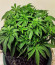 Сорт Sweet Valley Kush fem (Green House Seeds)