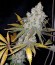 Сорт White Caramel Cookie fem (Sumo Seeds)