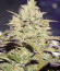 Сорт Auto Do-Si-Dos Cookies fem (00 Seeds)