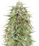 Сорт Auto NL fem (Female Seeds)