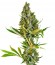 Сорт Sweet Cheese fem (Sweet Seeds)