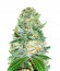 Сорт Auto Jack Hammer fem (Victory Seeds)