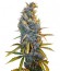 Сорт Cream Caramel F1 Fast Version fem (Sweet Seeds)