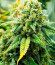 Сорт Leisure Zoot Larry fem (Dr. Krippling Seeds)