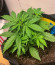 Сорт Auto Chocolate Kush fem (00 Seeds)