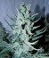 Сорт Deep Cheese fem (Dinafem Seeds)