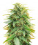 Сорт Deepforest Super Auto fem (Doctor’s Choice)