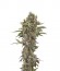 Сорт Moby Dick Autoflowering fem (Dinafem Seeds)