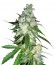 Сорт Power Kush fem (Dinafem Seeds)