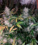 Сорт Auto Seemango fem (Victory Seeds)