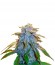 Сорт Sweet Tooth #1 fem (Barney's Farm)