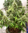 Сорт Gorilla fem (00 Seeds)