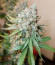 Сорт Ice Cream Ghost Train fem (Cali Buds Seeds)