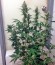 Сорт Baby Boom Auto fem