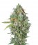 Сорт Burmese Kush fem