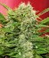 Сорт Chronic Ryder auto fem (Doctor’s Choice)