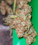 Сорт Dozy Breath fem (AlphaFem Seeds)