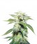 Сорт Original White Widow (IBL) fem