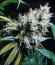 Сорт Bruce Lemon Diesel fem (Dutch Passion)