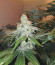 Сорт Purple Punch Cookies fem (Original Sensible Seeds)