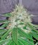 Сорт Bubba Kush fem (Dinafem Seeds)