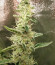 Сорт Cookies USA fem (Pyramid Seeds)